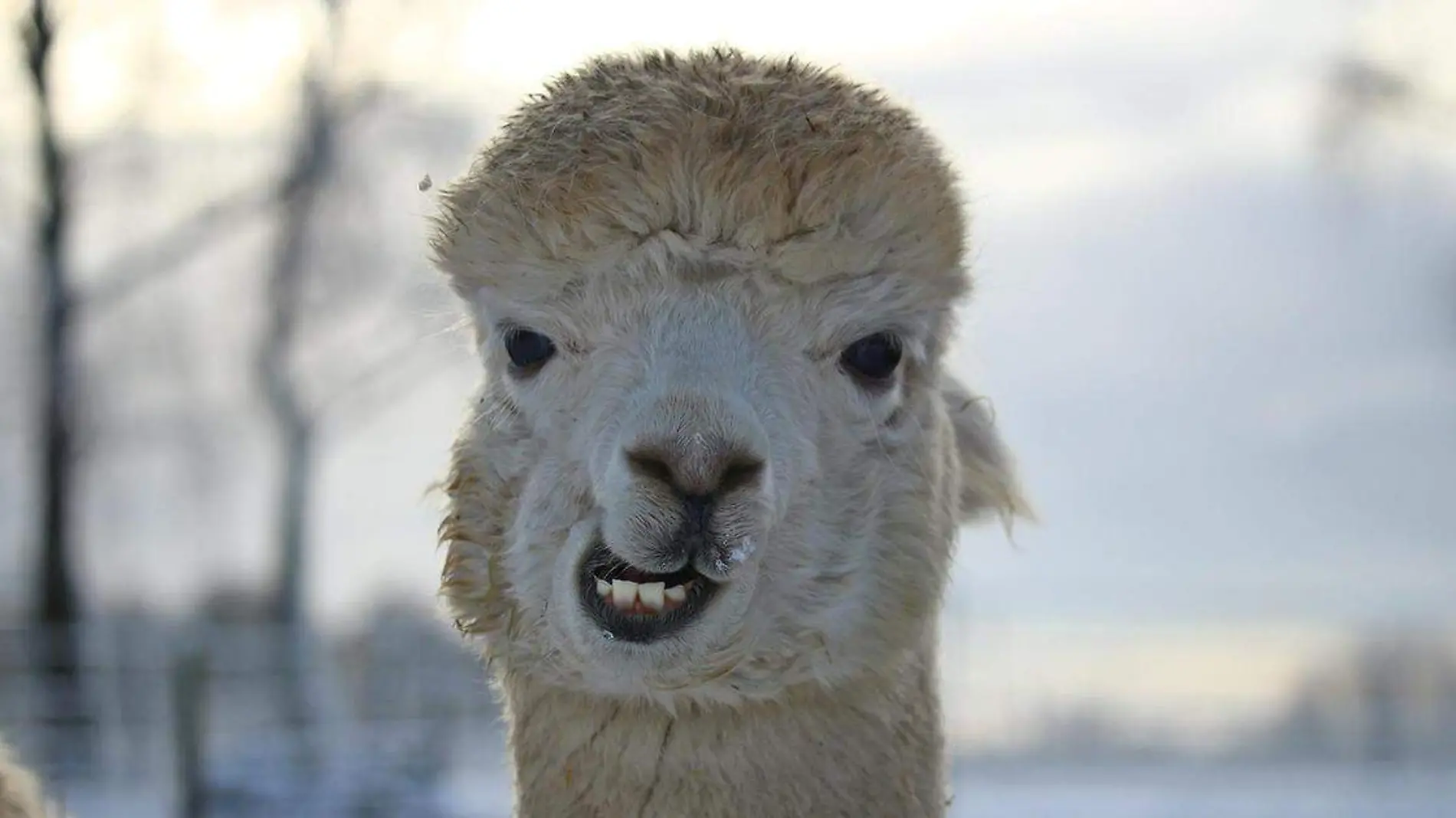 Cada vez es más común encontrar desde pequeños perritos hasta alpacas de gran tamaño, tal como esta joven que decidió visitar un centro comercial